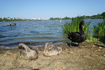 こくちょうの親子