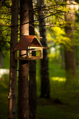 Trough for birds on the trunk of a pine