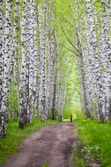 Obraz premium Birch Alley
