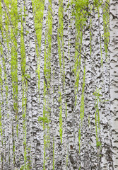Birch trunks with young green leaves in the background