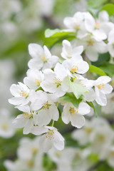 Obraz na płótnie Canvas Blossoming apple branch closeup