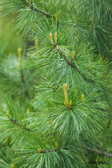Cedar branch closeup