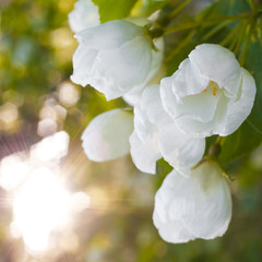 Apple blossoms closeup