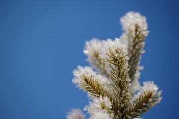 verschneit ast nadelbaum winter tag