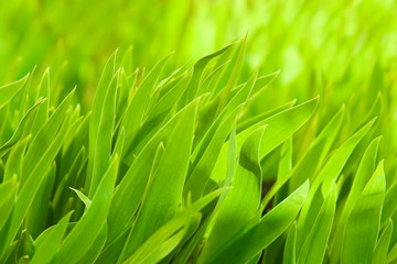 Young green grass closeup