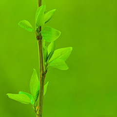 Young leaves on a branch close