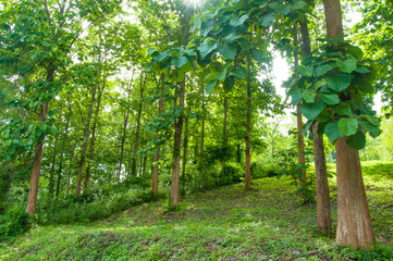 Teak plantation