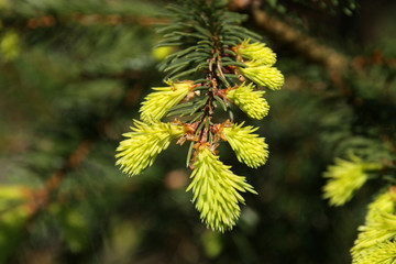 Frische Nadeln einer Fichte