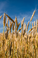 Wheat field against a blue sky © sola_sola