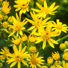 Ragwort Yellows