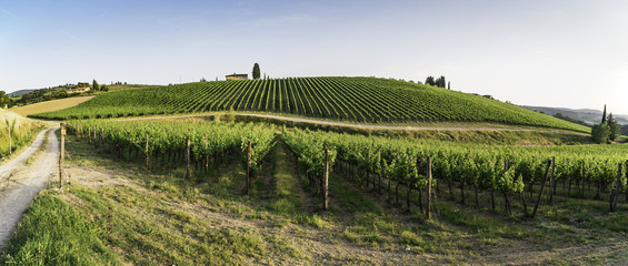 Vignobles en Toscane