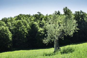 Fototapeta premium Olive trees in Italy