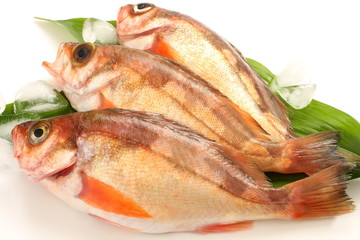 メバル　生魚　和食食材