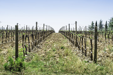 Fototapeta na wymiar Budding vineyards