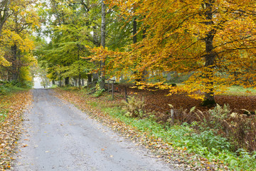 Long countryside road