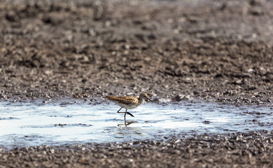 Wood Sandpiper