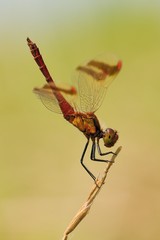 Sympetrum pedemontanum in obelisk position