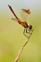 Sympetrum pedemontanum in obelisk position