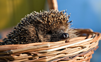 European hedgehog in basket