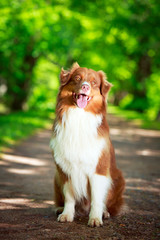 Australian shepherd dog