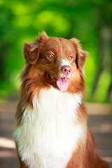 Australian shepherd dog