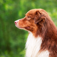 Australian shepherd dog