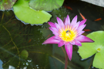 Bee in lotus