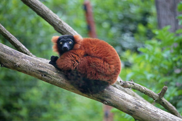 Red ruffed lemur on a tree © mattiaath