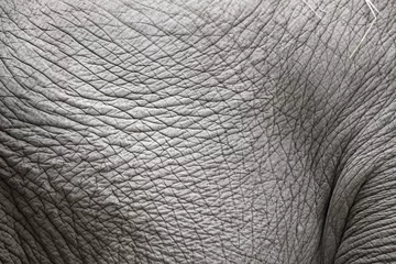 Papier Peint photo Éléphant Closeup of elephant skin