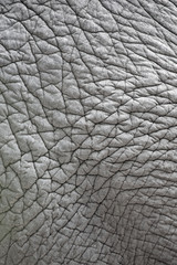 Closeup of elephant skin