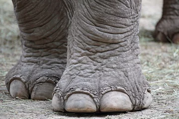 Zelfklevend Fotobehang Close-up van olifantenpoten © mattiaath