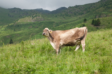 Fototapeta na wymiar mucca al pascolo