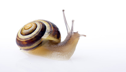 ślimak © Zbyszek Nowak