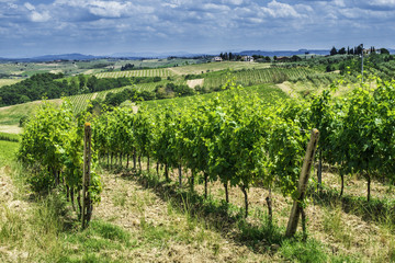 Fototapeta na wymiar Vine plantations in Italy