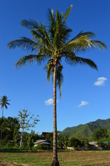 Palm tree with birds nests