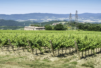 Fototapeta na wymiar Vine plantations and farmhouse in Tuscany.