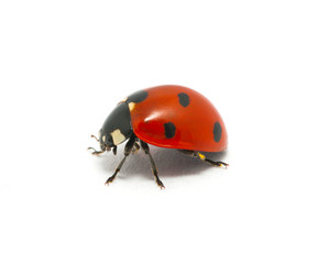 Obraz premium Ladybug
