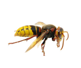 hornet