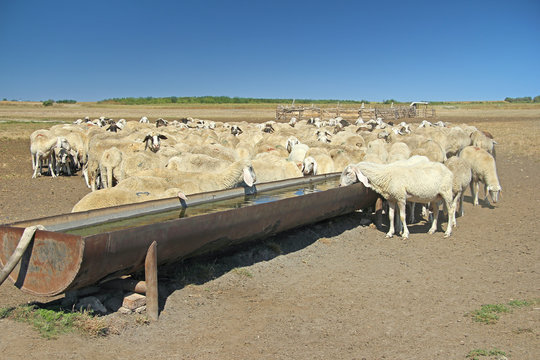 Herd of sheep on the watering place
