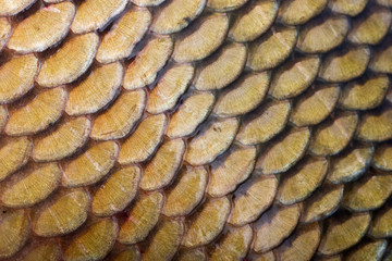 Carp fish scale © Dickov