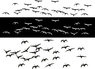 back and white flying swans background