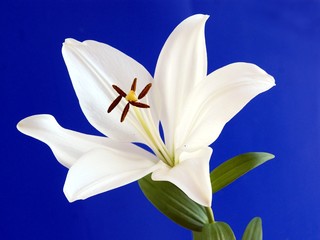 white lily with brown pollen 0n blue background