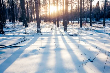 Foto auf Acrylglas Winter Winterwald in China