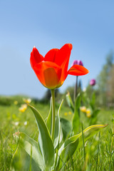 red tulips on a lawn with a blue sky in the background