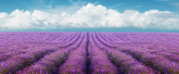 Fototapeta na wymiar Lavender field on a background of clouds