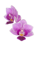 Fototapeta na wymiar Two pink orchids on a white background