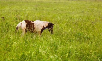 foal of a pony is grazed among a high grass