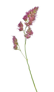 wild pink bloosoming plant isolated on white