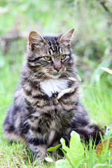 Fototapeta premium Chat