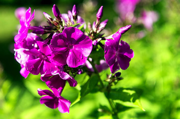 Phlox in bloom